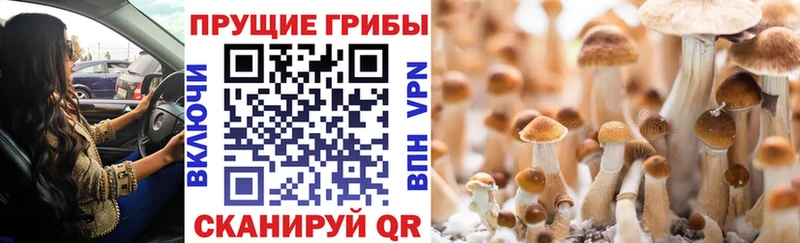 Галлюциногенные грибы Psilocybine cubensis  Купить где  Павловск 