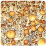 Псилоцибиновые (галлюциногенные)  грибы Psilocybin "Golden Teacher" в Павловске